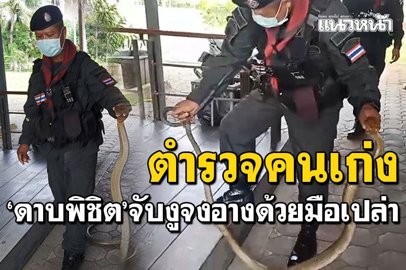 ชมภาพเหตุการณ์! ดาบตำรวจยะลา จับ'งูจงอาง'ด้วยมือเปล่า