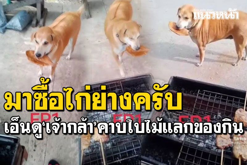 น่ารักน่าเอ็นดู! 'เจ้ากล้า'สุนัขแสนรู้ คาบใบไม้แลกไก่ย่าง-ลูกชิ้น