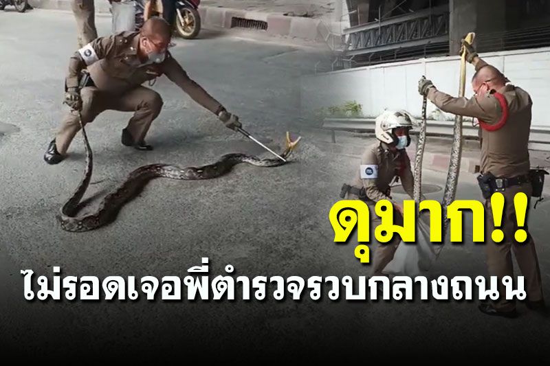 งานนี้ไม่รอด! เสร็จตำรวจไทยจับ 'งูเหลือมยักษ์' กลางถนนเลื้อยฉกอย่างดุ
