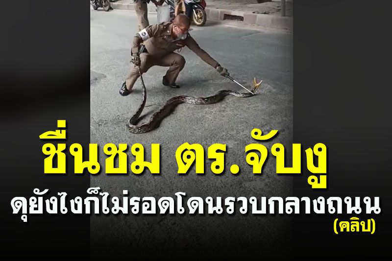 (คลิป) เสร็จตำรวจไทย จับ 'งูเหลือมยักษ์' กลางถนนเลื้อยฉกอย่างดุ