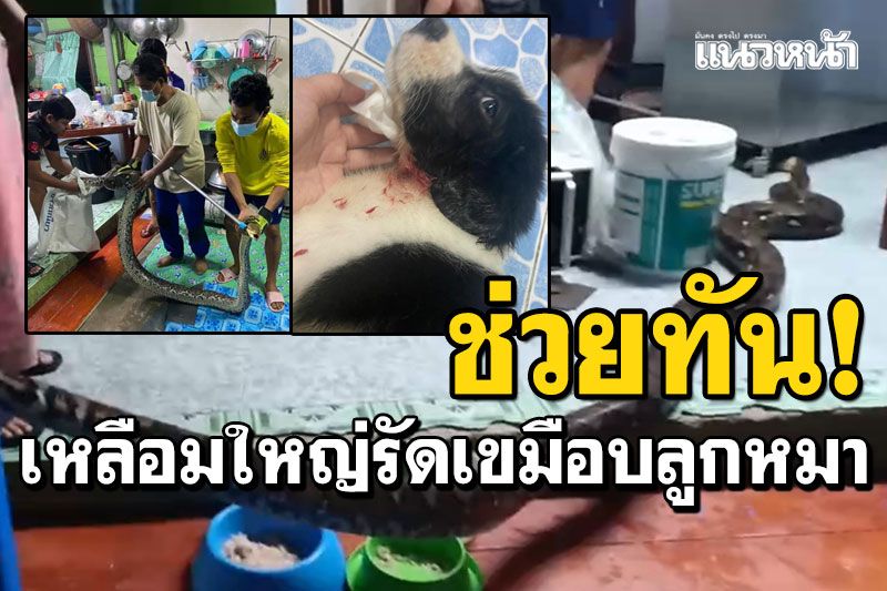 น้องรอดตาย! งูเหลือมใหญ่บุกบ้าน รัดเขมือบลูกหมา เจ้าของคว้าเหล็กตีช่วยทัน