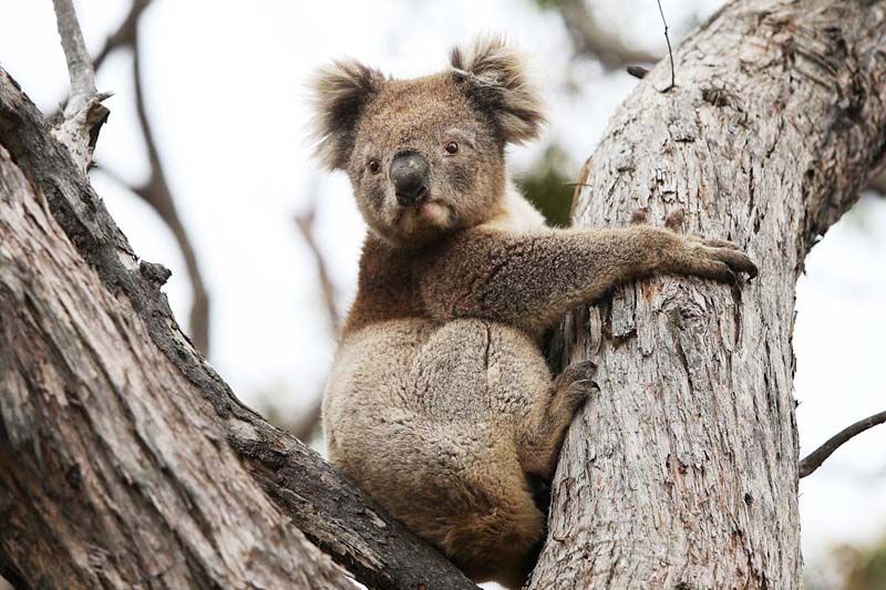 Science Update : ประชากรโคอาลาในออสเตรเลียลดลง 30%