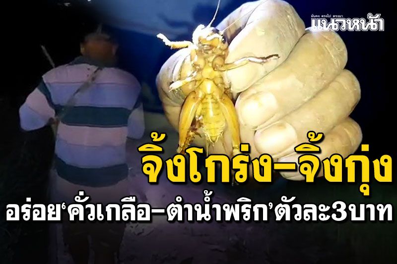 ตามล่าจับ'จิ้งโกร่ง-จิ้งกุ่ง'ในคืนเดือนมืด เมนูยอดฮิตภาคเหนือ ราคาพุ่งตัวละ3บาท