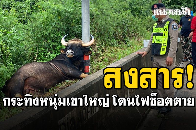 น่าสงสาร! กระทิงหนุ่มเขาใหญ่ โดนไฟฟ้าช็อตตาย นอนพิงเสาข้างถนน