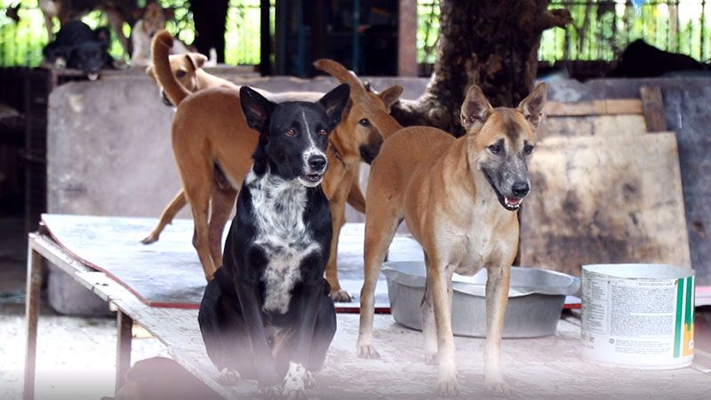 องค์กรพิทักษ์สัตว์แห่งโลกสานต่อโครงการ Life’s Better with Dogs บริจาควัคซีนและอาหารสุนัขเนื่องในวันป้องกันโรคพิษสุนัขบ้าโลก