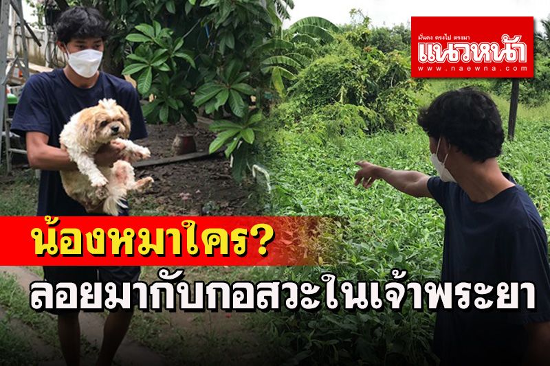 พบน้องหมาลอยมากับกอสวะ คาดเป็นตัวที่หายจากเหตุเรือล่มกรุงเก่า