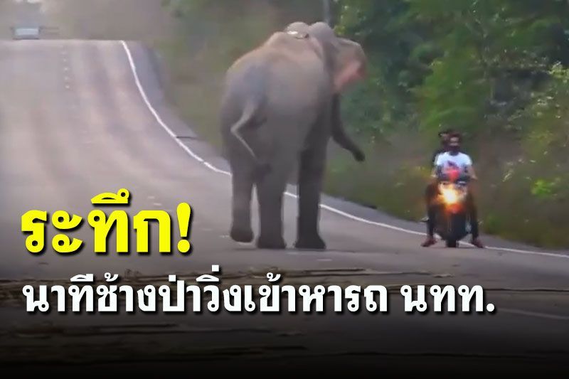 (คลิป) วินาทีระทึก! ช้างป่าวิ่งใส่นทท. 'หมอล็อต'เตือนต้องปฏิบัติตามกฎ