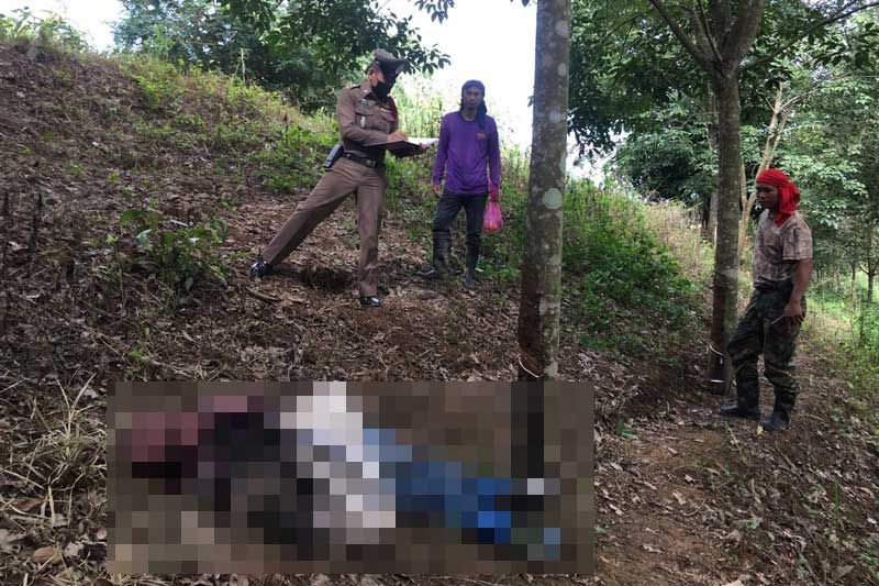 ชายวัย62ออกไปกรีดยาง ลูกเขยไปตามพบเป็นศพ คาดหัวใจล้มเหลวเฉียบพลัน