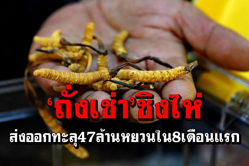 ‘ถั่งเช่า’ชิงไห่ขายดี ส่งออกทะลุ47ล้านหยวนใน8เดือนแรก