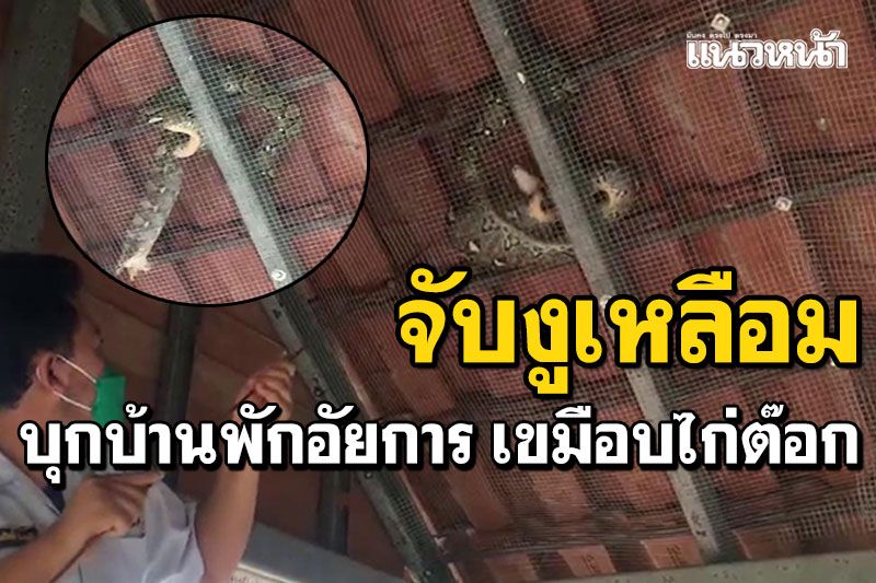 จับงูเหลือม! กินไก่ต๊อกบ้านพักอัยการ ยังไม่อิ่มจ้องเขมือบ'นกยูง'ในกรงอีก