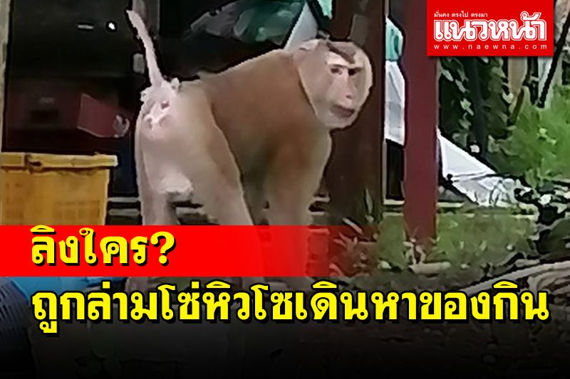 เจ้าของอยู่ไหน! พบลิงถูกล่ามโซ่เดินหาของกินใกล้หมู่บ้านจัดสรรเมืองพังงา