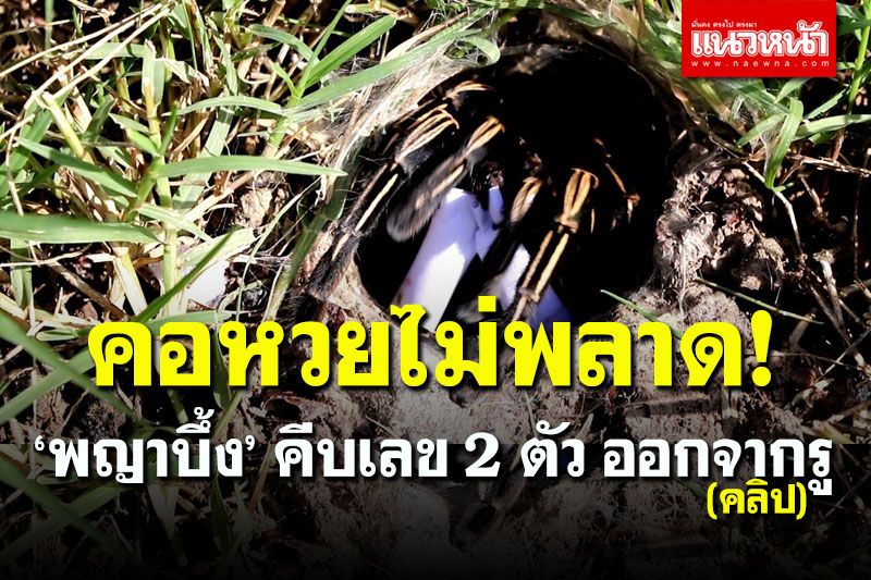 (คลิป) เลขเสี่ยงทาย 'พญาบึ้ง' คีบเลข 2 ตัวขึ้นมาจากรู