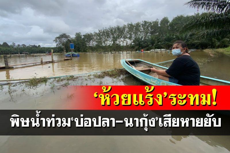 ‘ห้วยแร้ง’ระทม! เจอพิษน้ำท่วม‘บ่อปลา-นากุ้ง’เสียหายยับนับ 100 บ่อ