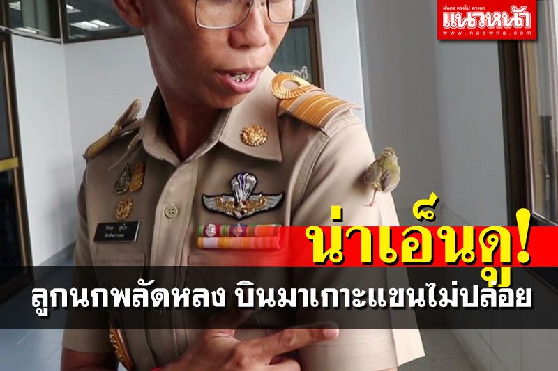 น่าเอ็นดู'ลูกนกหลงรัง' บินมาเกาะแขน ร้องอ้อนไม่ยอมไปไหน