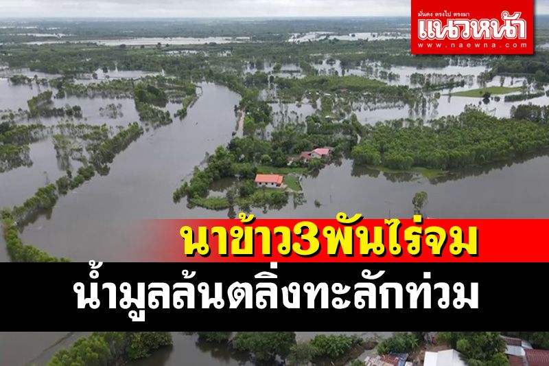 น้ำมูลล้นตลิ่งหลากท่วมนาข้าวชาวบุรีรัมย์ 6 หมู่บ้านเกือบ 3 พันไร่​เสียหายหนัก