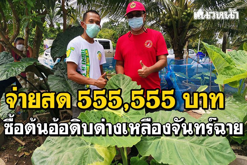 หนุ่มใหญ่ใจถึง! ควักเงิน5แสน ซื้อต้นอ้อดิบ'ด่างเหลืองจันทร์ฉาย'