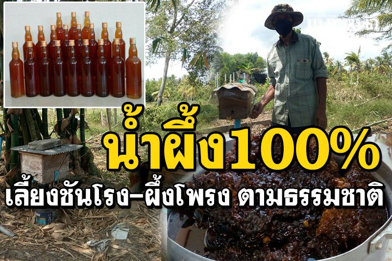 เลี้ยง'ชันโรง-ผึ้งโพรง'ในสวนป่า ปล่อยหาอาหารตามธรรมชาติ น้ำผึ้งสะอาด100%