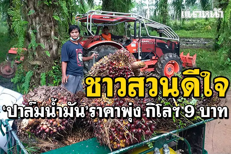 ชาวสวนดีใจ! ราคาปาล์มพุ่ง กิโลกรัมละ9บาท  เผย20ปีราคาไม่สูงขนาดนี้