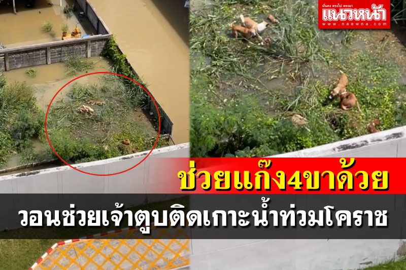 โถ่น่าสงสาร! แก๊งเจ้าตูบไปไม่เป็น ติดเกาะกลางน้ำท่วมในโคราช