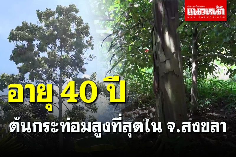สุดทึ่ง! พบ'ต้นกระท่อม'อายุ 40 ปี สูงปรี๊ด 30 เมตร ชาวสงขลาเชื่อเป็นยา