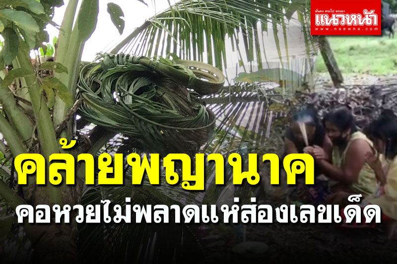 ฮือฮา! ต้นมะพร้าวคล้าย 'หัวพญานาค' คอหวยไม่พลาดแห่จุดธูปขอโชคลาภ