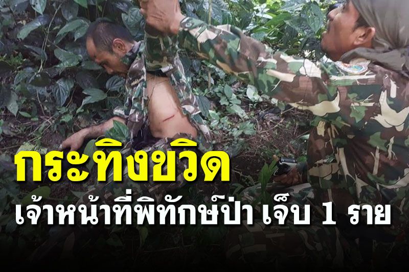 'กระทิง' ไล่ขวิด! เจ้าหน้าที่พิทักษ์ป่า เขตรักษาพันธุ์สัตว์ป่าฯ บาดเจ็บ 1 ราย