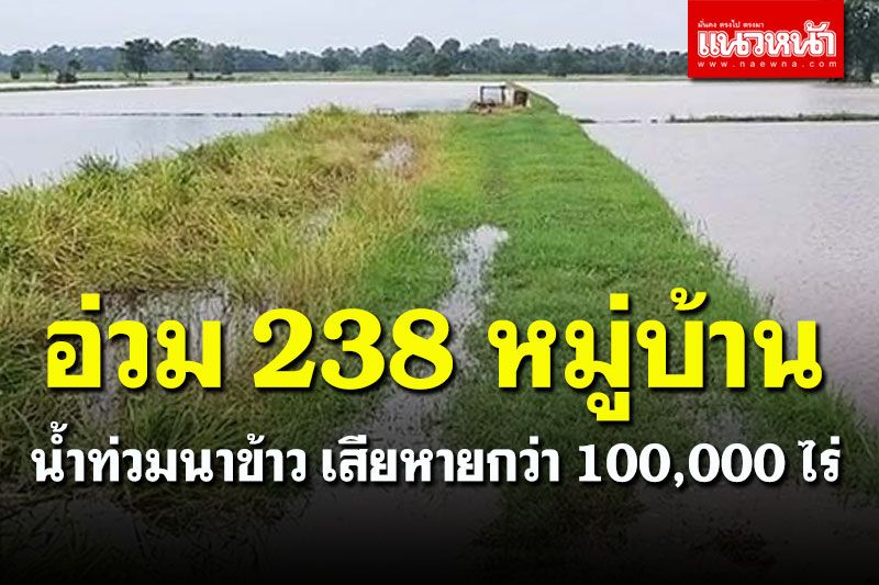 จมบาดาล! 'มหาสารคาม' น้ำท่วมนาข้าว 238 หมู่บ้าน เสียหายกว่า 100,000 ไร่