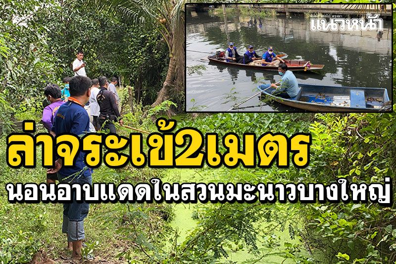 ชาวบ้านเห็นกับตา! จระเข้ 2 เมตร นอนอาบแดดในสวนมะนาวเมืองนนท์