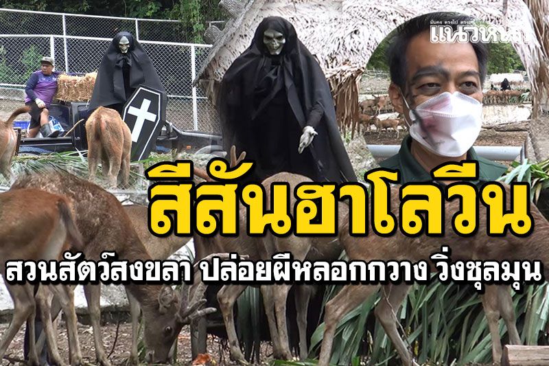 วันฮาโลวีน! สวนสัตว์สงขลา ปล่อยผีหลอกกวาง สร้างสีสันให้นักท่องเที่ยว