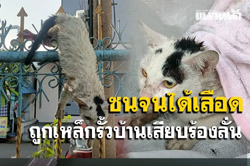 รปภ.ตลาดสี่มุมเมืองขี่รถตรวจหมู่บ้านพบแมวเร่ร่อนถูกเหล็กรั้วบ้านเสียบเรียกกู้ภัยช่วย