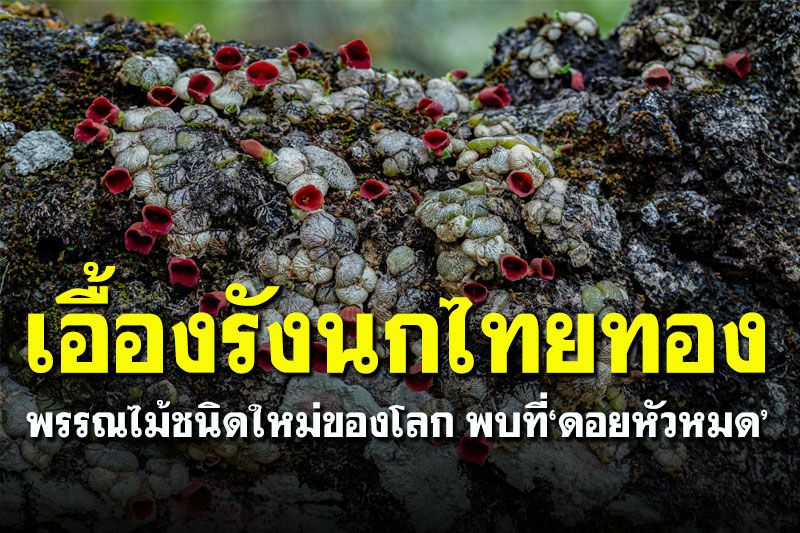 มารู้จัก 'เอื้องรังนกไทยทอง' พรรณไม้ชนิดใหม่ของโลก พบที่ 'ดอยหัวหมด'