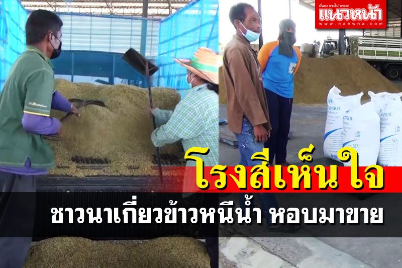 ชาวนาจำใจหอบข้าวเปลือก เกี่ยวหนีน้ำมาขาย โรงสียันไม่กดราคา