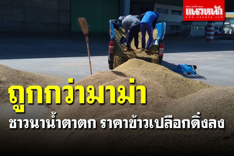 ชาวนาน้ำตาตก! ราคาข้าวเปลือกกิโลละ 5-6 บาท ถูกกว่าบะหมี่กึ่งสำเร็จรูป