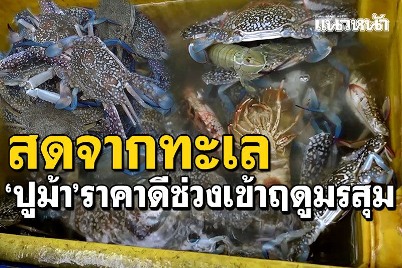 ช่วงมรสุม'ปูม้า'ราคาดี! อุตุฯเตือนคลื่นลมแรง ชาวประมงเร่งเก็บอวนเข้าฝั่ง