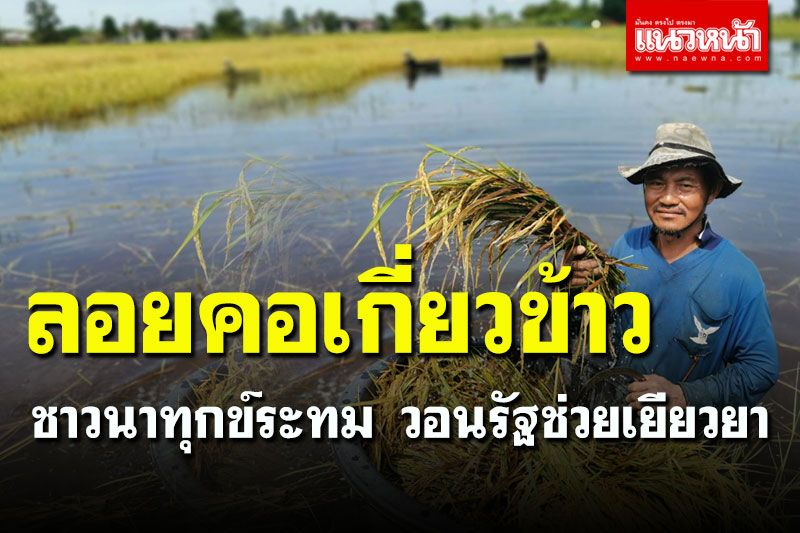 ทุกข์ระทม! นำกะละมังลอยคอเกี่ยวข้าว หลังถูกน้ำท่วมสูงกว่า 1 เมตร