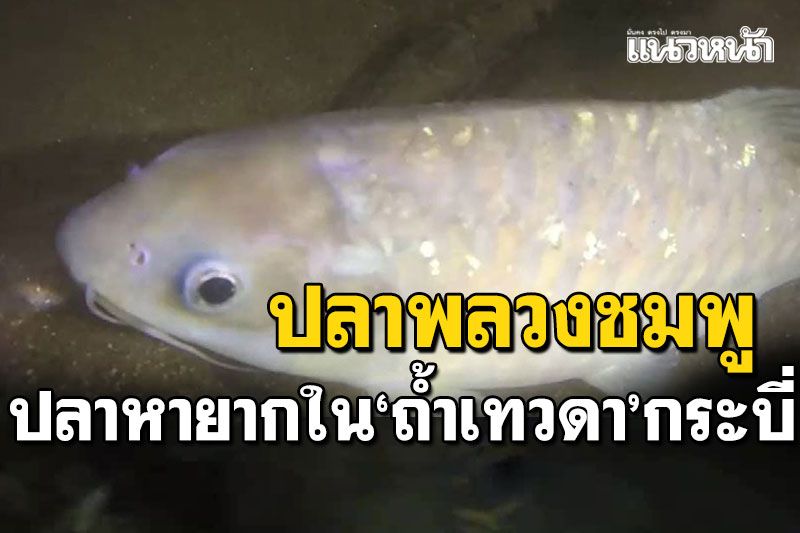 สำรวจ'ถ้ำเทวดา'พบปลาพลวงชมพู' ปลาหายากซื้อขายกิโลละ7พันบาท