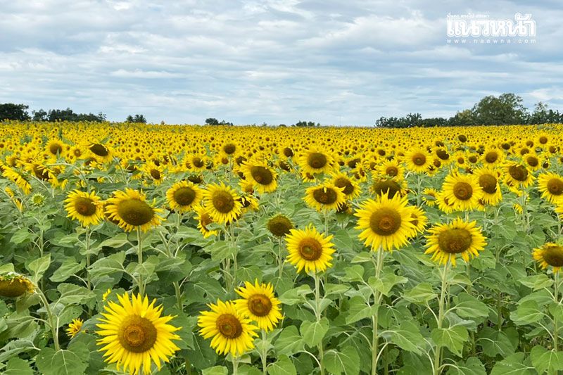 ฤดูกาลท่องเที่ยว! 'ทุ่งทานตะวัน' ลพบุรี แปลงแรกบานสะพรั่งรับลมหนาว