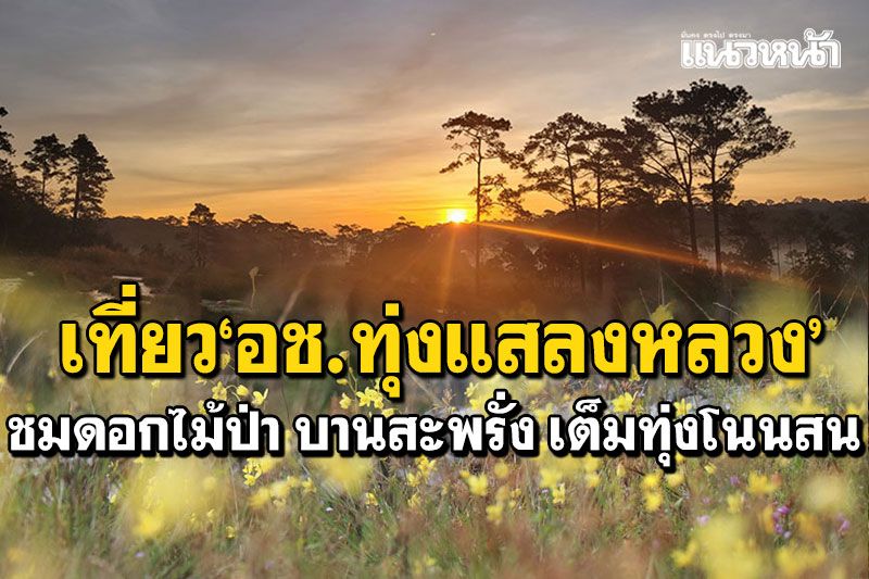 'อช.ทุ่งแสลงหลวง'เปิดเที่ยว11พ.ย. ชมดอกไม้ป่านานาพรรณ บานสะพรั่งเต็มทุ่งโนนสน