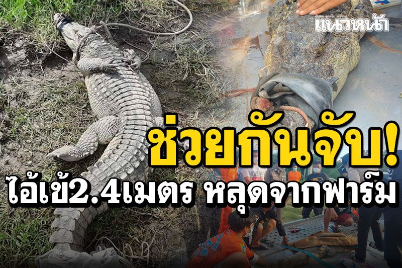 ช่วยกันจับ! จระเข้2.4เมตร หลุดฟาร์มกาญจนบุรี นอนอาบแดดริมคลอง