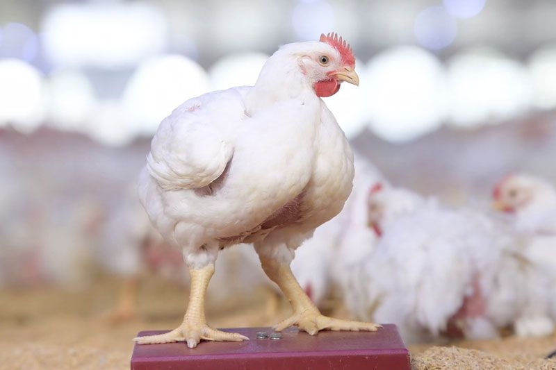 ซีพีเอฟ ชู 4 ปัจจัยสำคัญ หัวใจหลักสู่ความสำเร็จในการเลี้ยงไก่เนื้อ