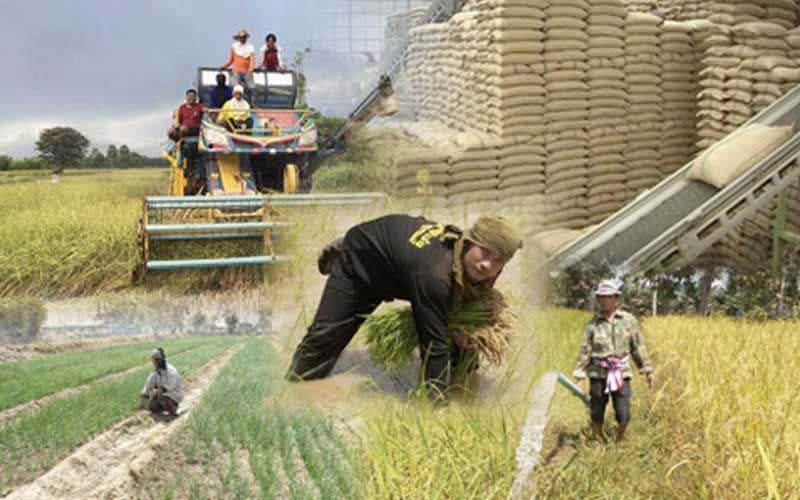 รัฐบาลปลื้มประกันรายได้  ช่วยเกษตรกร8ล้านครัวเรือน  ครอบคลุมผลผลิตพืช5ชนิด