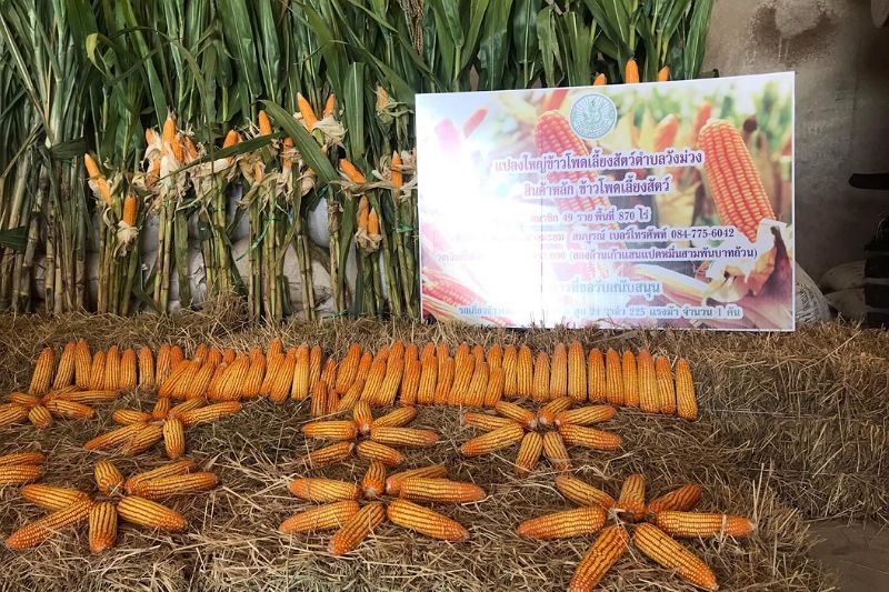 กรมส่งเสริมการเกษตร โชว์ผลสำเร็จแปลงใหญ่ ใช้เทคโนโลยีพัฒนาอาชีพพึ่งพาตนเองอย่างยั่งยืน