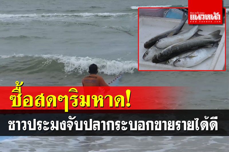 ชาวประมงหันมาลากอวนริมหาดสมิหลา จับปลากระบอกขายรายได้ดี