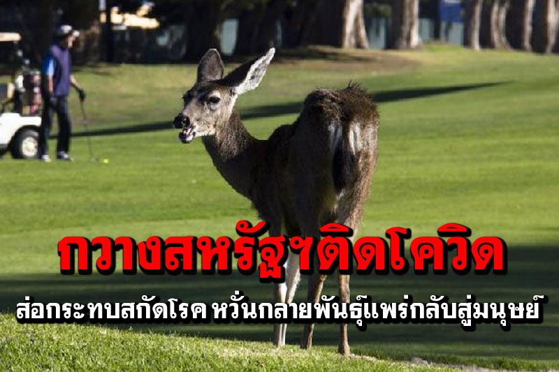 ‘กวางติดโควิด-19’ในสหรัฐฯ ส่อกระทบการสกัดโรคระบาดใหญ่