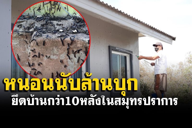 สยอง! กองทัพหนอนบุกยึดบ้านกว่า 10 หลัง วอนหน่วยงานช่วยกำจัด