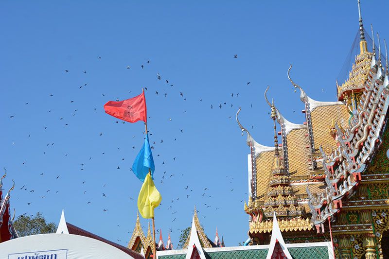 มหัศจรรย์! นกพิราบนับพันตัว บินวนรอบพิธีเบิกเนตรพระปางเปิดโลกวัดดัง