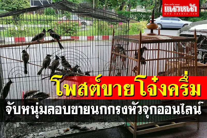 จับกุมหนุ่มลอบขายนกกรงหัวจุกออนไลน์ แฉรับซื้อมาจากพ่อค้าทางภาคเหนือ