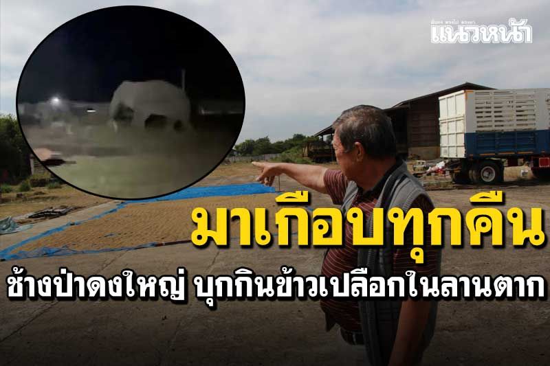 มาเกือบทุกคืน! ช้างป่าดงใหญ่ บุกกินข้าวเปลือกที่ตากไว้ ​คืนเดียวเสียหายกว่า2ตัน