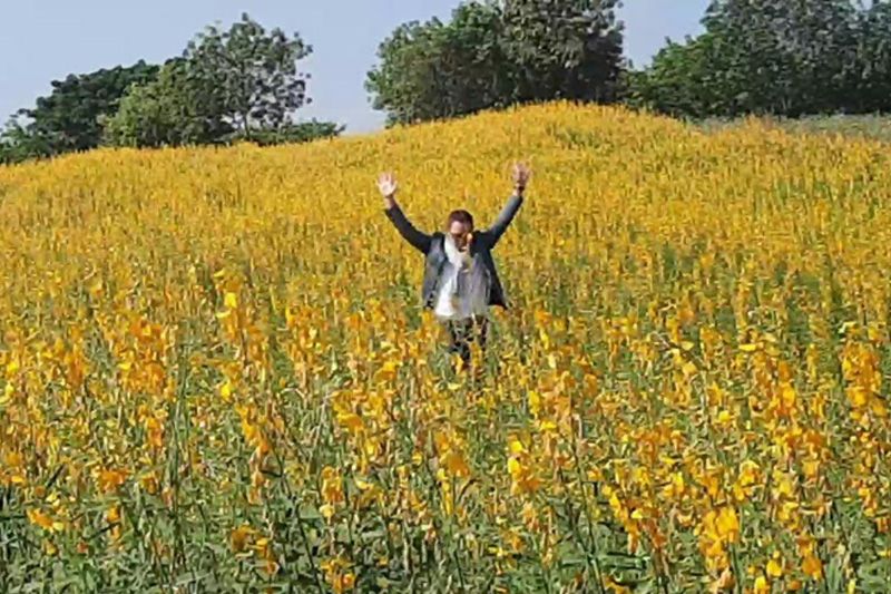 ทุ่งปอเทืองเหลืองอร่ามเต็มพิ้นที่กว่า 5 ไร่ที่เมืองพะเยารอรับ นทท.เข้าชม