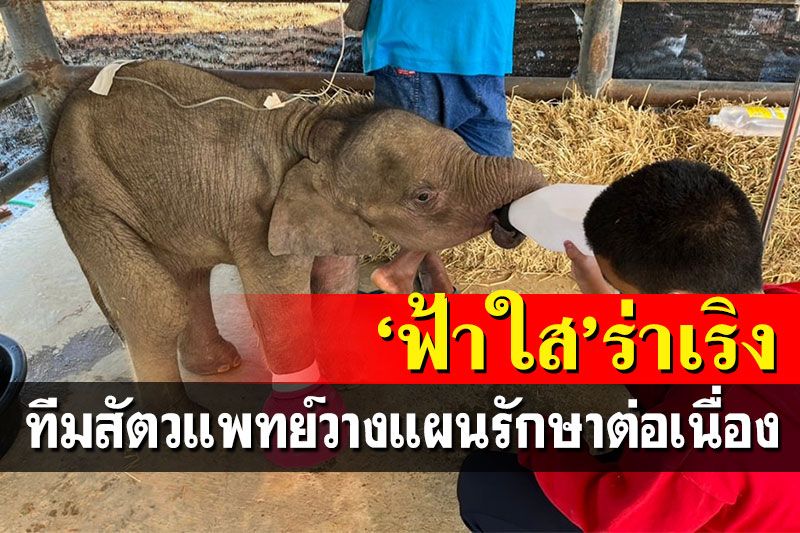 'ฟ้าใส'ลูกช้างป่าอาการดีขึ้นมาก ทีมสัตวแพทย์เจาะเก็บเลือดประเมินอาการ
